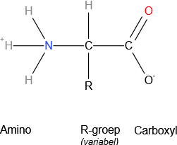 aminozuur - structuur