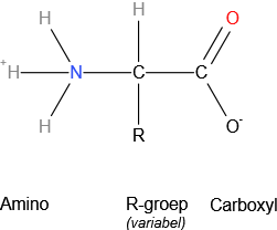 aminozuur - structuur