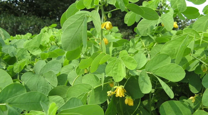 senna obtusifolia
