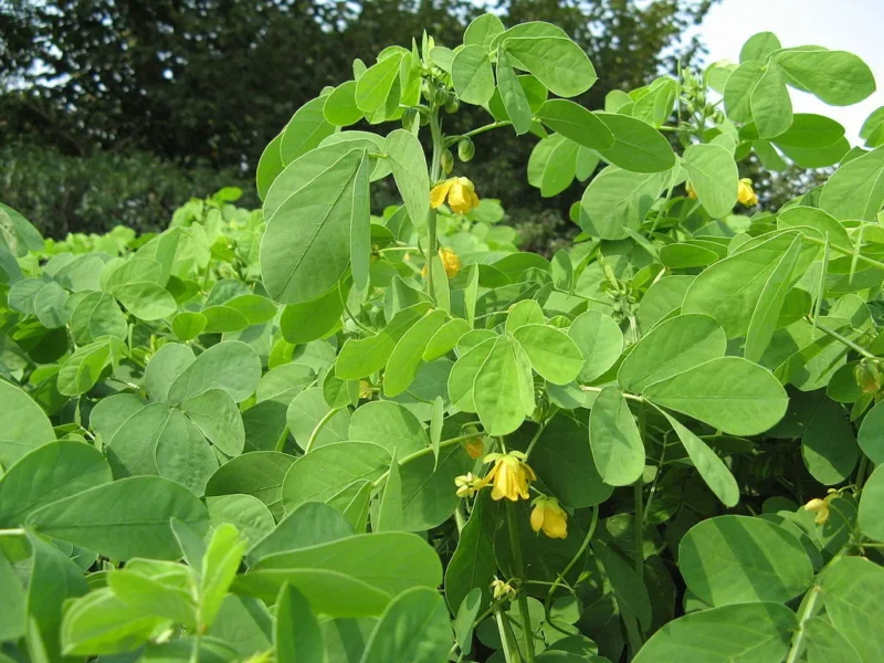 senna obtusifolia